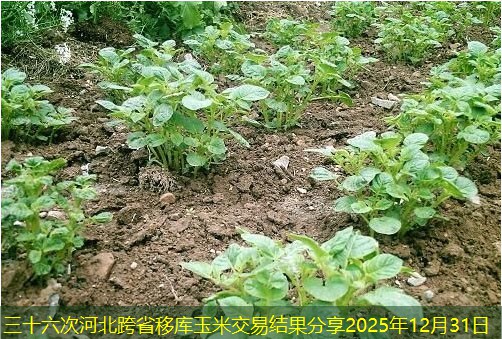 三十六次河北跨省移库玉米交易结果分享2025年12月31日