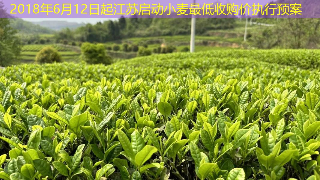 2018年6月12日起江苏启动小麦最低收购价执行预案