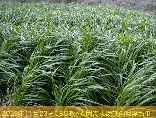 2025年11月23日CBOT小麦因需求疲软创月度新低