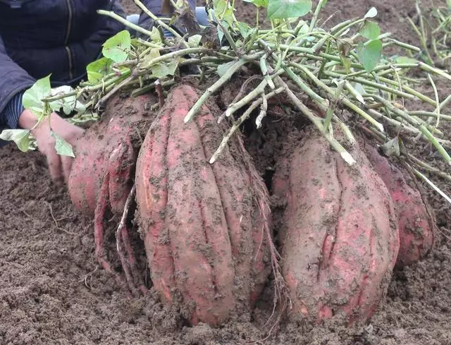 2025年10月15日河北邢台玉米需求增加价格续涨