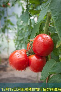 12月18日河南鸡蛋价格行情继续维稳