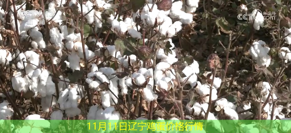 11月11日辽宁鸡蛋价格行情