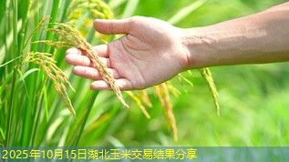 2025年10月15日湖北玉米交易结果分享