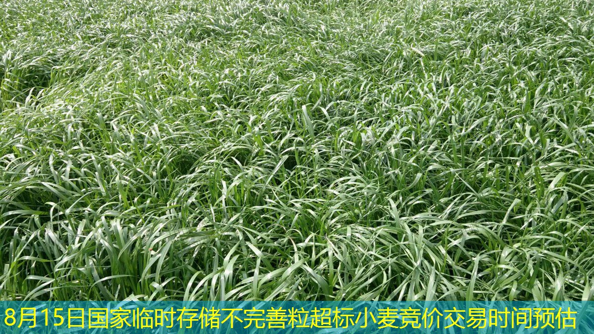 8月15日国家临时存储不完善粒超标小麦竞价交易时间预估
