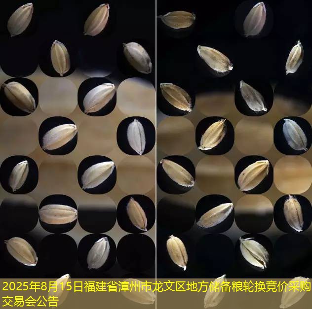 2025年8月15日福建省漳州市龙文区地方储备粮轮换竞价采购交易会公告