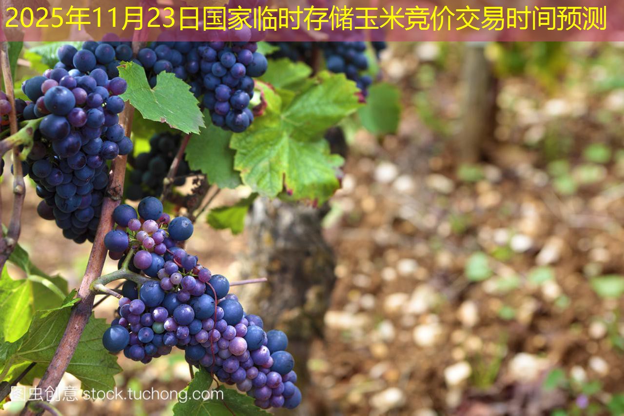 2025年11月23日国家临时存储玉米竞价交易时间预测