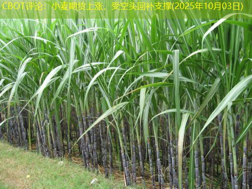 CBOT评论：小麦期货上涨，受空头回补支撑(2025年10月03日)