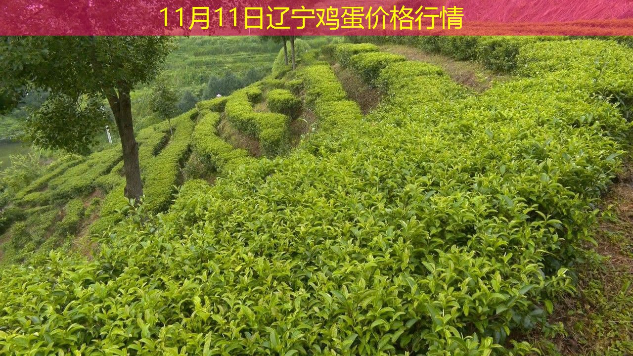 11月11日辽宁鸡蛋价格行情