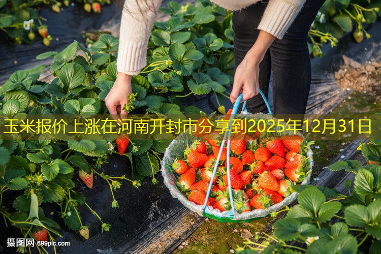 玉米报价上涨在河南开封市分享到2025年12月31日