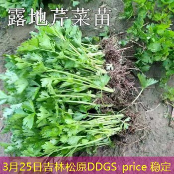 3月25日吉林松原DDGS price 稳定