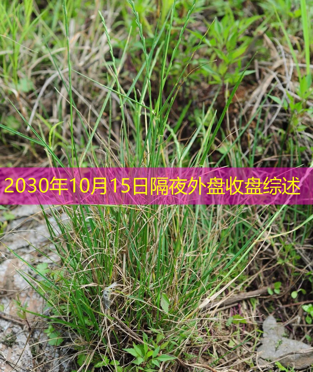 2030年10月15日隔夜外盘收盘综述