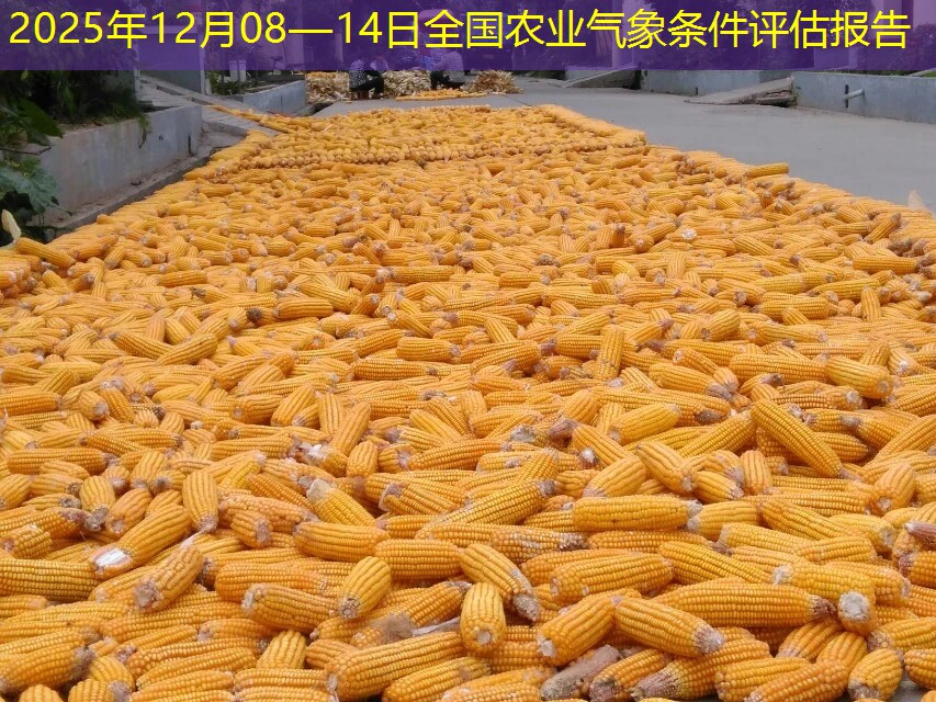 2025年12月08—14日全国农业气象条件评估报告