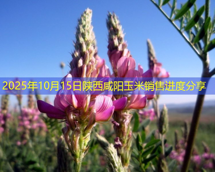 2025年10月15日陕西咸阳玉米销售进度分享