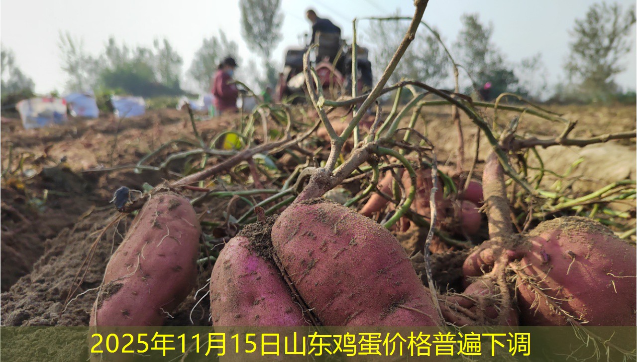 2025年11月15日山东鸡蛋价格普遍下调
