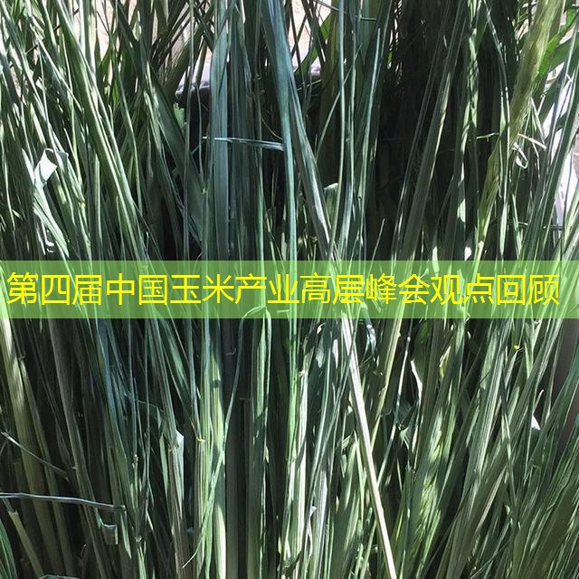 第四届中国玉米产业高层峰会观点回顾