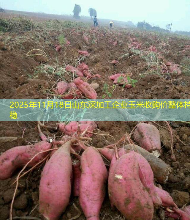 2025年11月18日山东深加工企业玉米收购价整体持稳