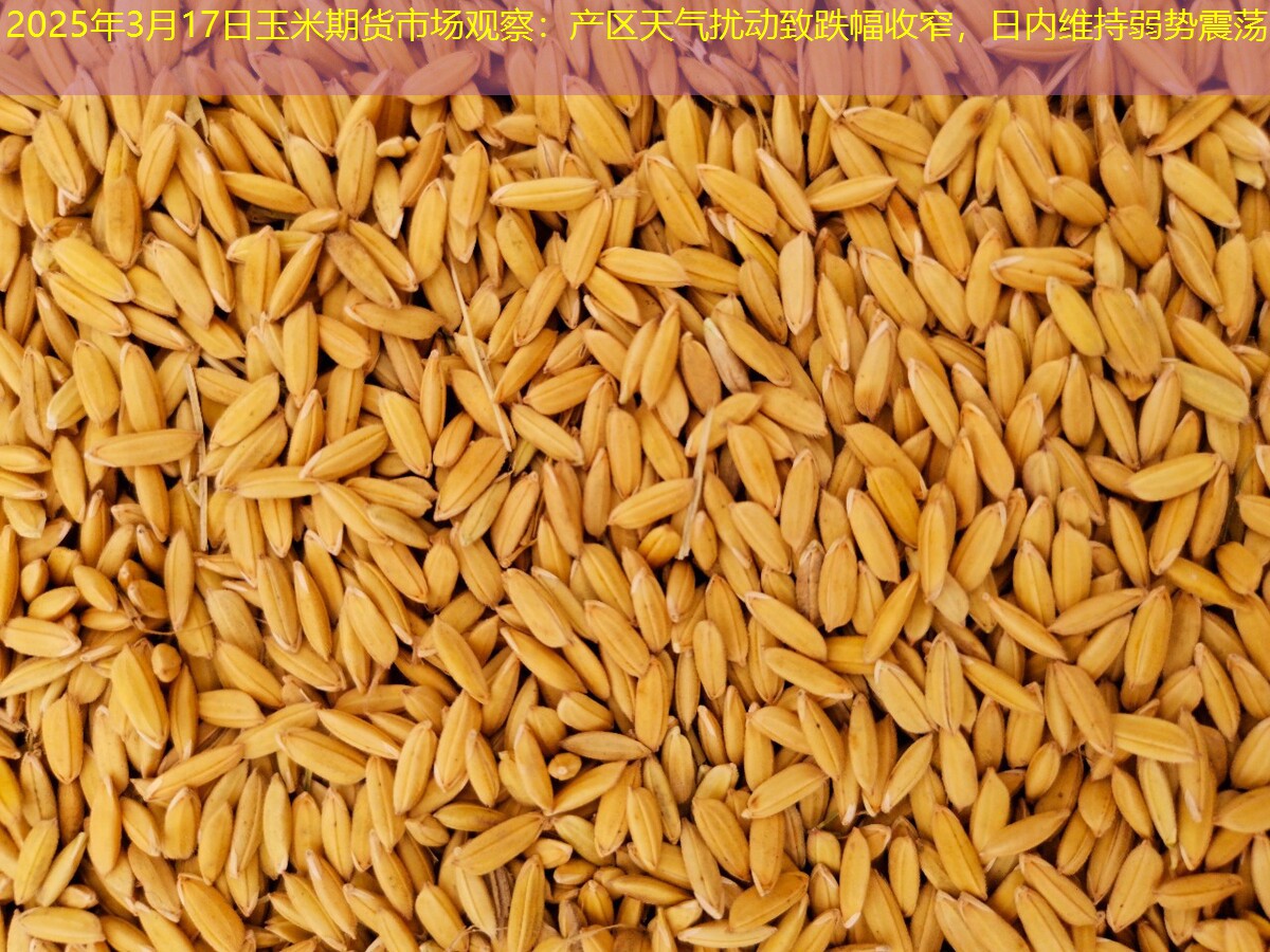 2025年3月17日玉米期货市场观察：产区天气扰动致跌幅收窄，日内维持弱势震荡
