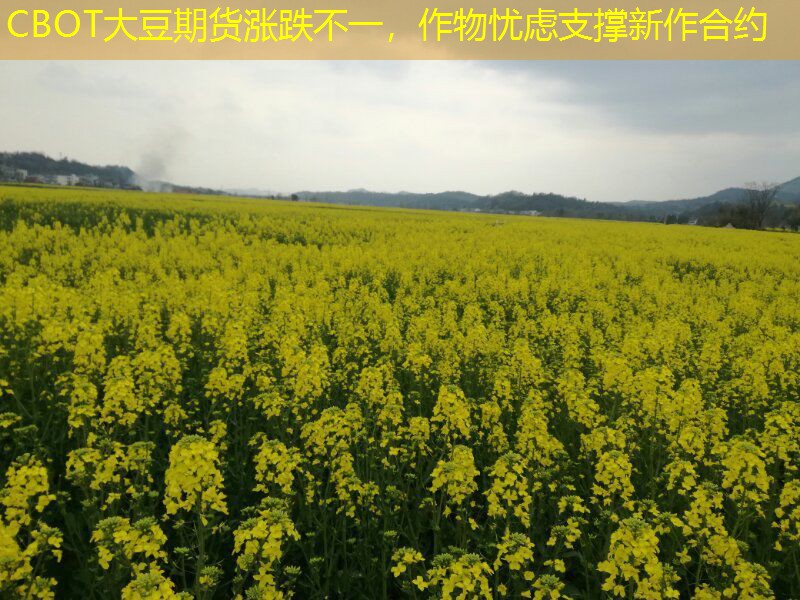 CBOT大豆期货涨跌不一，作物忧虑支撑新作合约