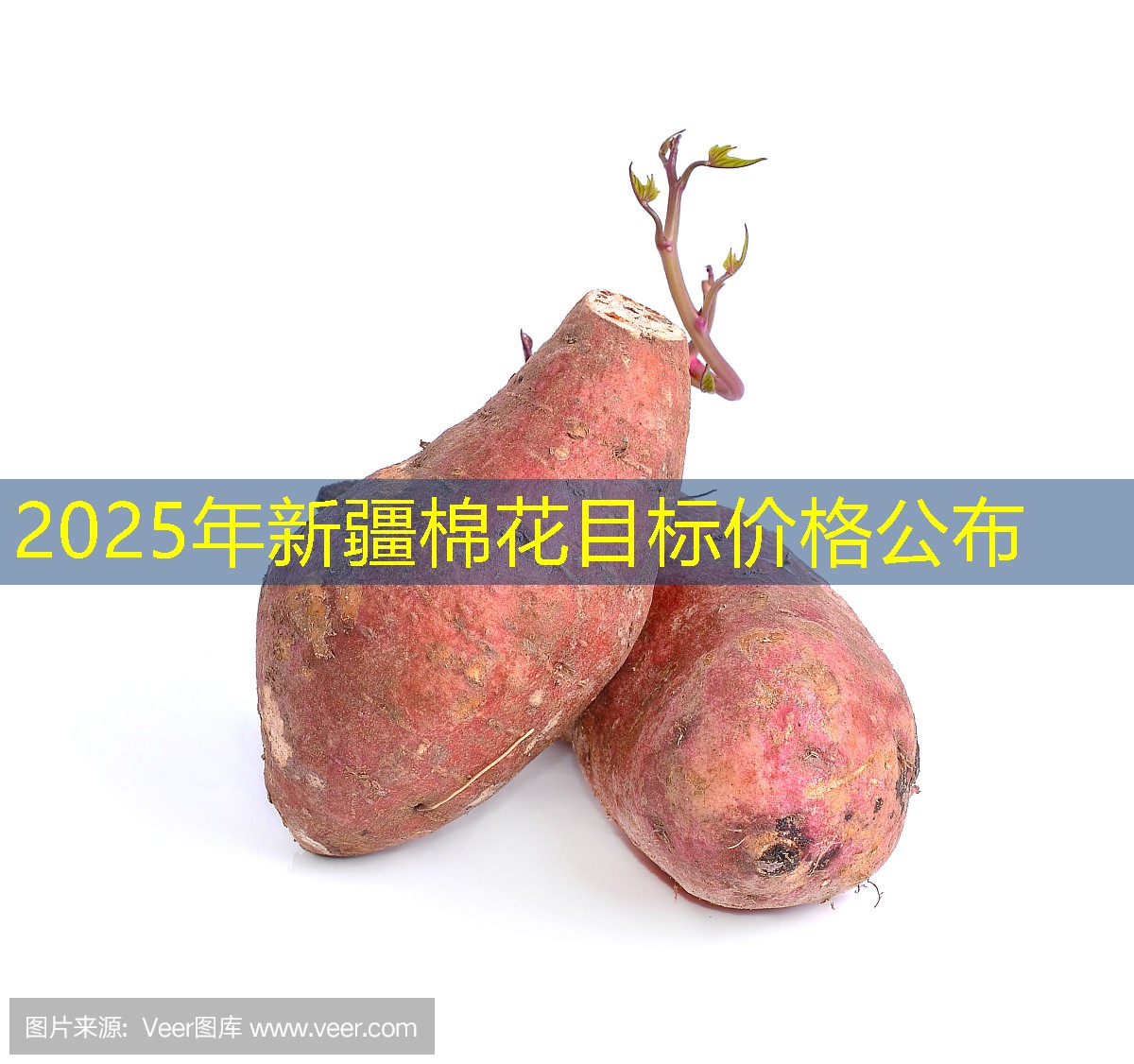 2025年新疆棉花目标价格公布