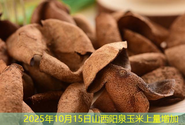 2025年10月15日山西阳泉玉米上量增加