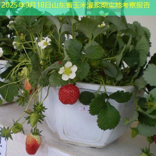 2025年9月18日山东省玉米灌浆期实地考察报告