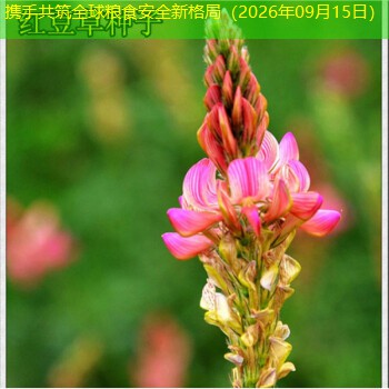 携手共筑全球粮食安全新格局（2026年09月15日）