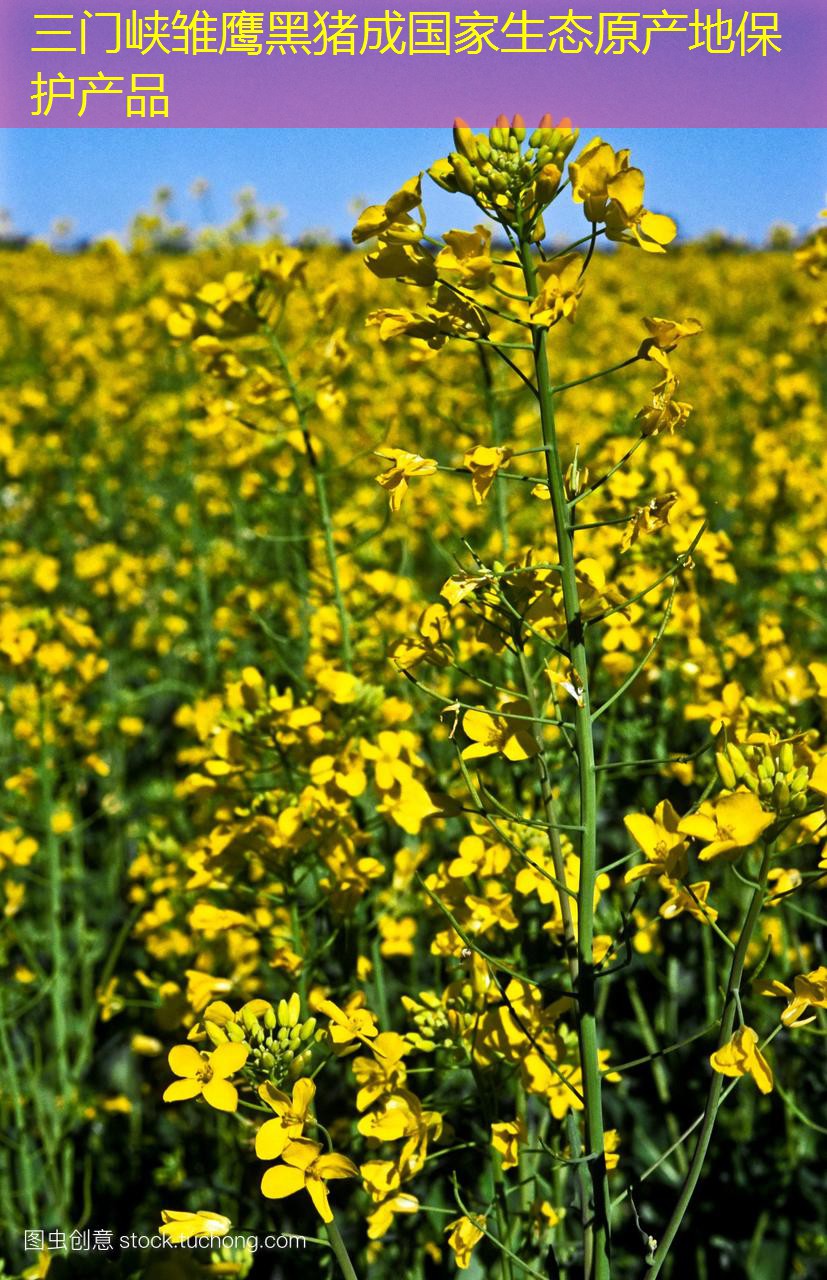 三门峡雏鹰黑猪成国家生态原产地保护产品