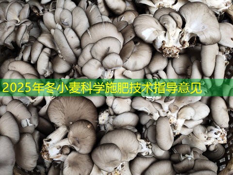 2025年冬小麦科学施肥技术指导意见