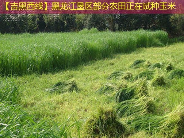 【吉黑西线】黑龙江垦区部分农田正在试种玉米