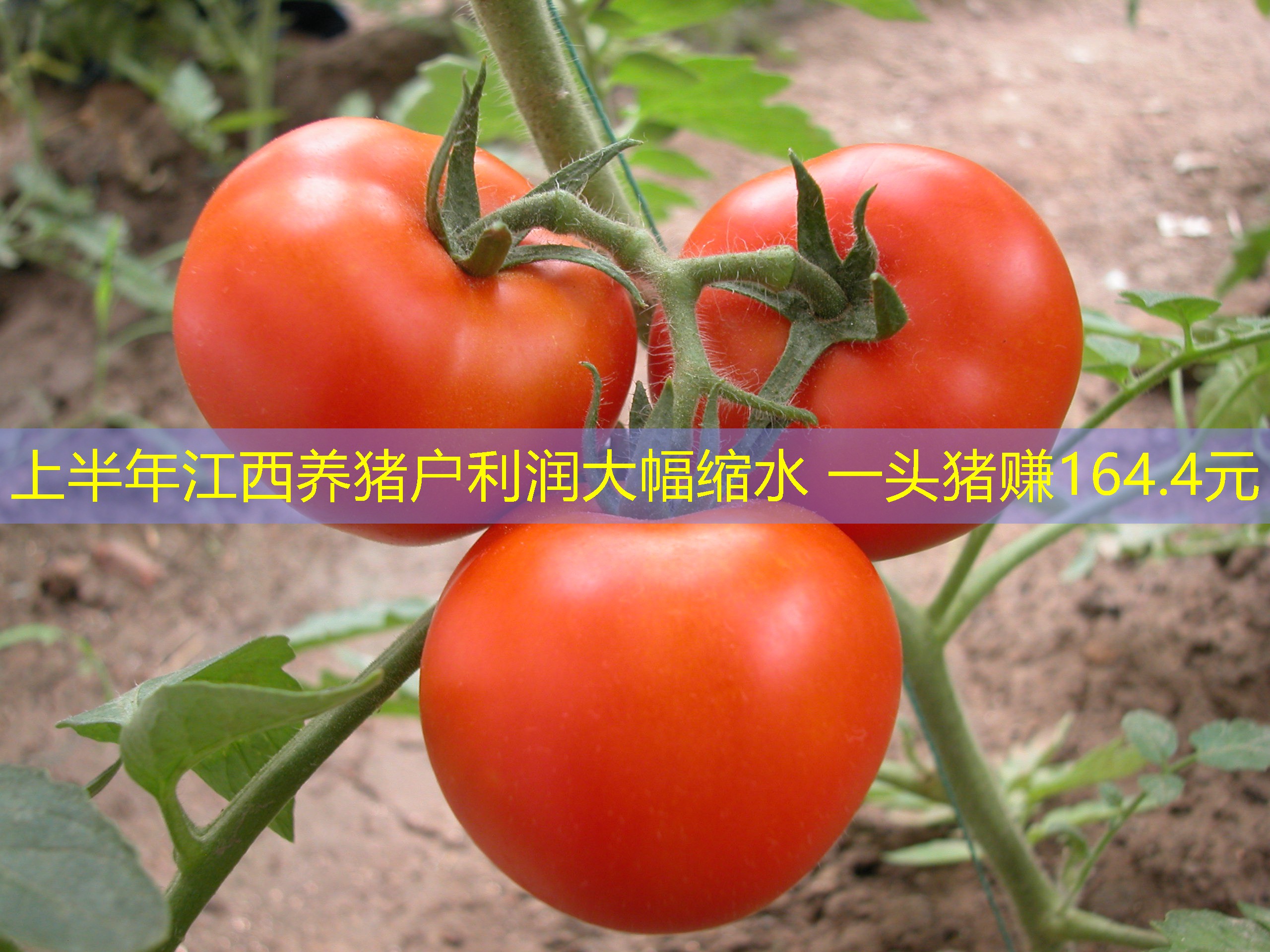 上半年江西养猪户利润大幅缩水 一头猪赚164.4元