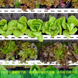 CBOT小麦期货下跌，因欧洲作物天气改善 2025年10月15日