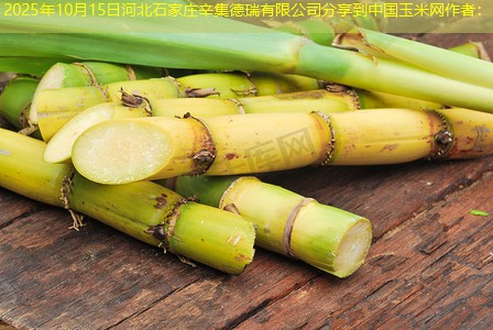 2025年10月15日河北石家庄辛集德瑞有限公司分享到中国玉米网作者：