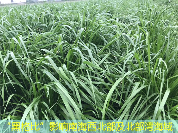 “黑格比”影响南海西北部及北部湾海域