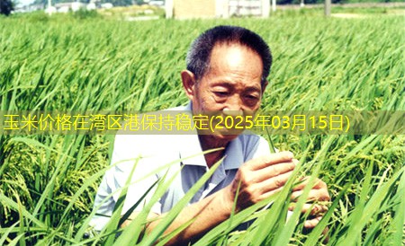 玉米价格在湾区港保持稳定(2025年03月15日)