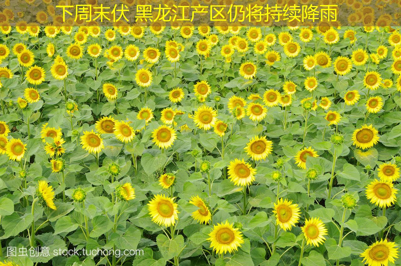 下周末伏 黑龙江产区仍将持续降雨