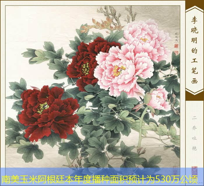 南美玉米阿根廷本年度播种面积预计为530万公顷