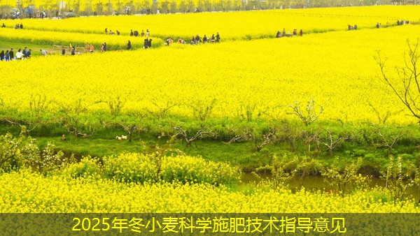 2025年冬小麦科学施肥技术指导意见