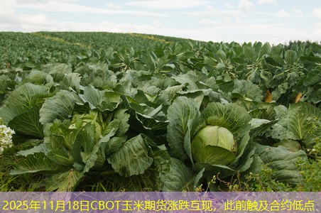 2025年11月18日CBOT玉米期货涨跌互现，此前触及合约低点