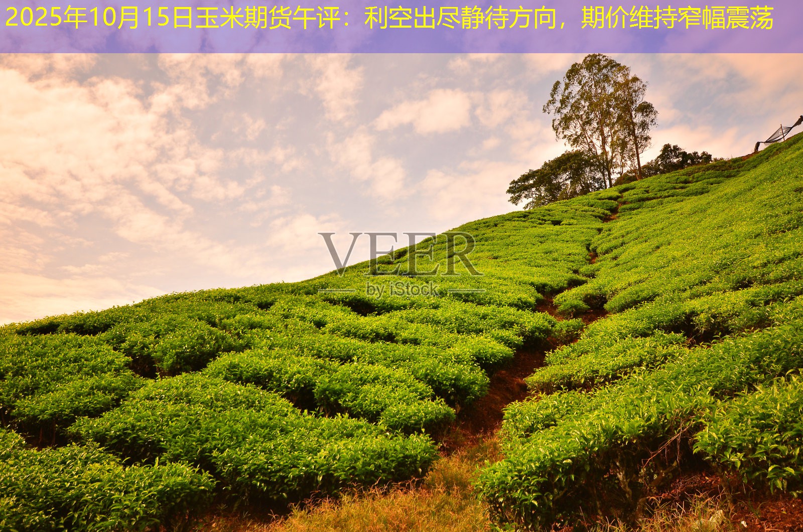 2025年10月15日玉米期货午评：利空出尽静待方向，期价维持窄幅震荡