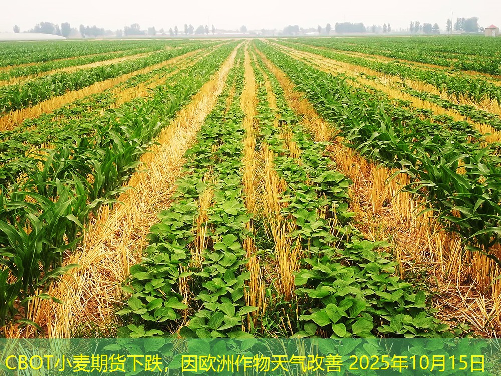 CBOT小麦期货下跌，因欧洲作物天气改善 2025年10月15日