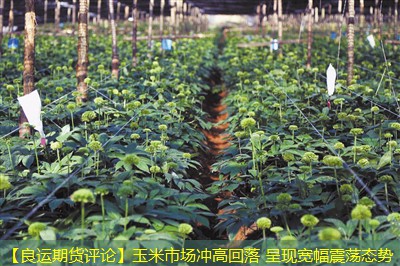 【良运期货评论】玉米市场冲高回落 呈现宽幅震荡态势