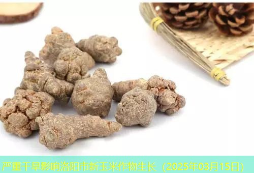 严重干旱影响洛阳市新玉米作物生长（2025年03月15日）