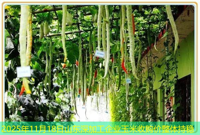 2025年11月18日山东深加工企业玉米收购价整体持稳