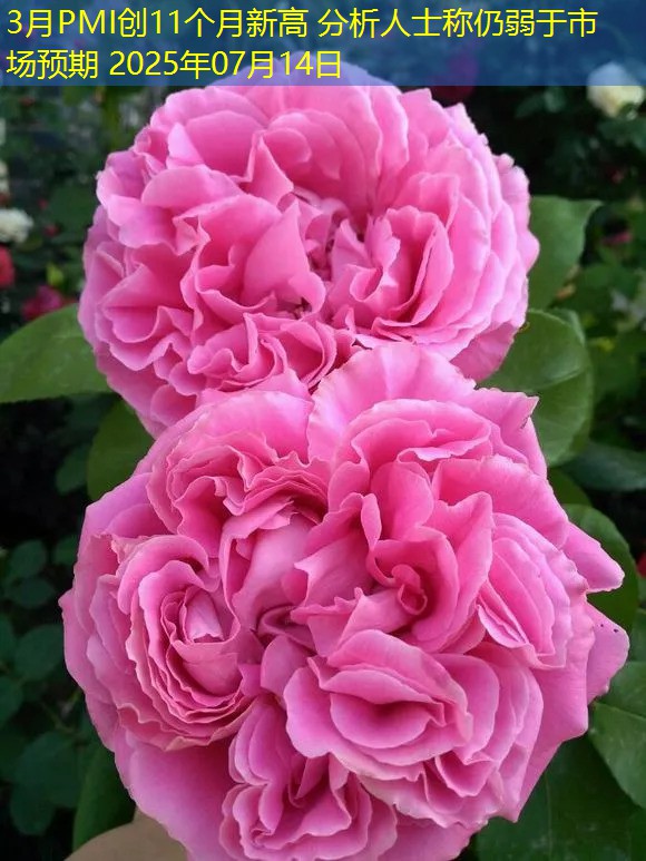 3月PMI创11个月新高 分析人士称仍弱于市场预期 2025年07月14日