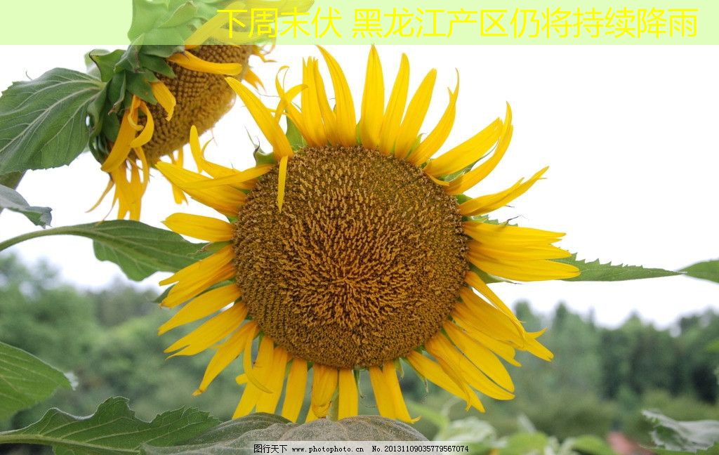 下周末伏 黑龙江产区仍将持续降雨