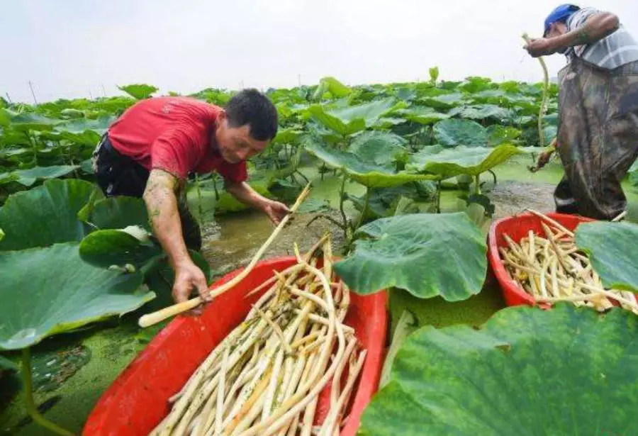 2025年10月15日安徽鸡蛋价格行情分享