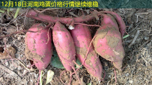 12月18日河南鸡蛋价格行情继续维稳