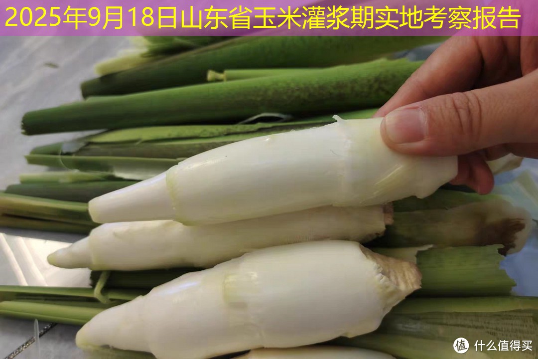 2025年9月18日山东省玉米灌浆期实地考察报告