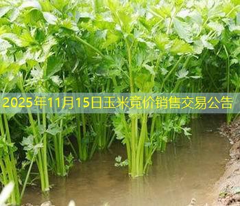 2025年11月15日玉米竞价销售交易公告
