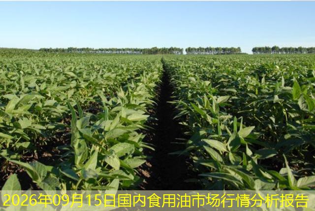 2026年09月15日国内食用油市场行情分析报告